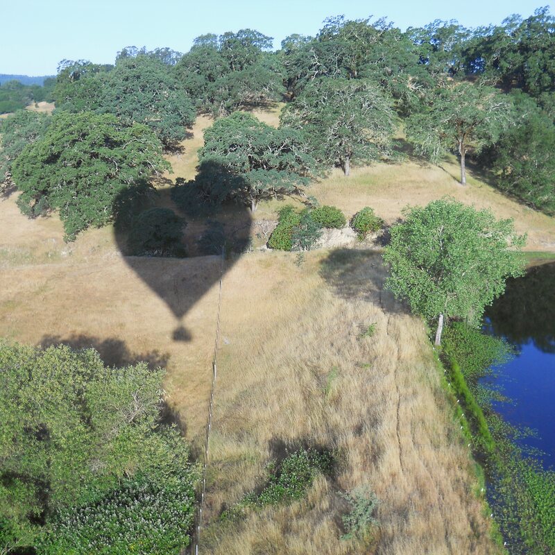 The balloon's shadow passing over oak trees and a pond