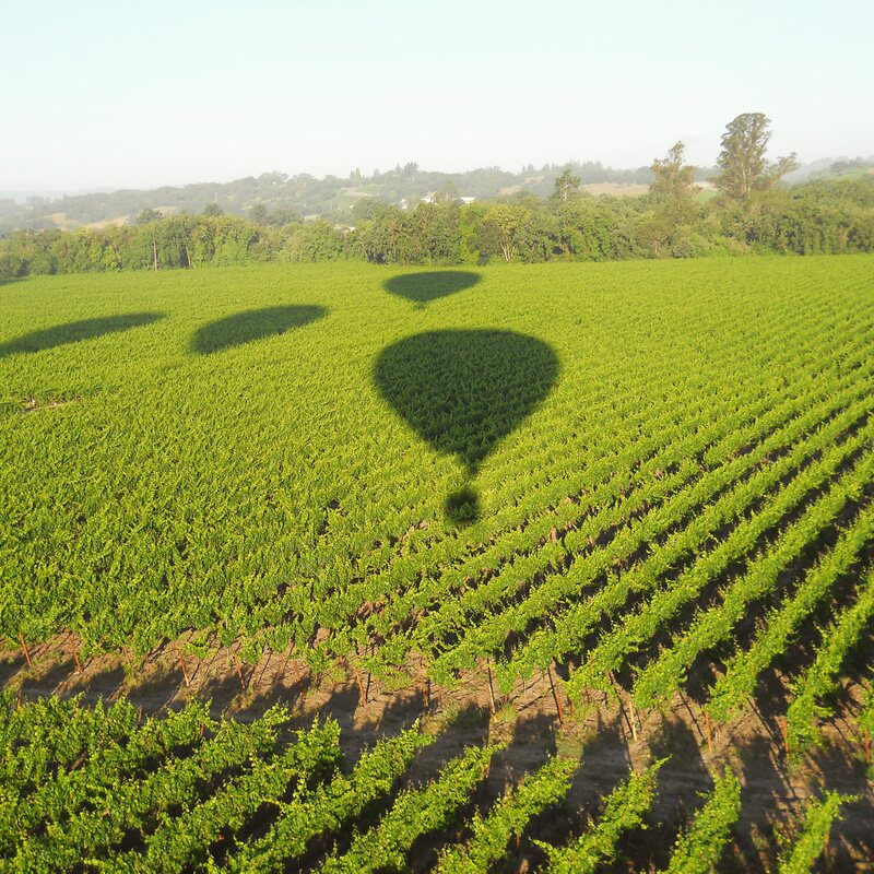 Balloon shadows gliding across bright green vines