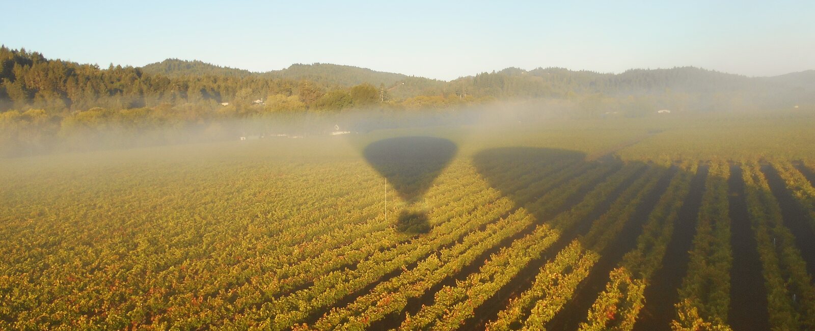 The balloon's shadow drifting across misty vineyard rows at sunrise